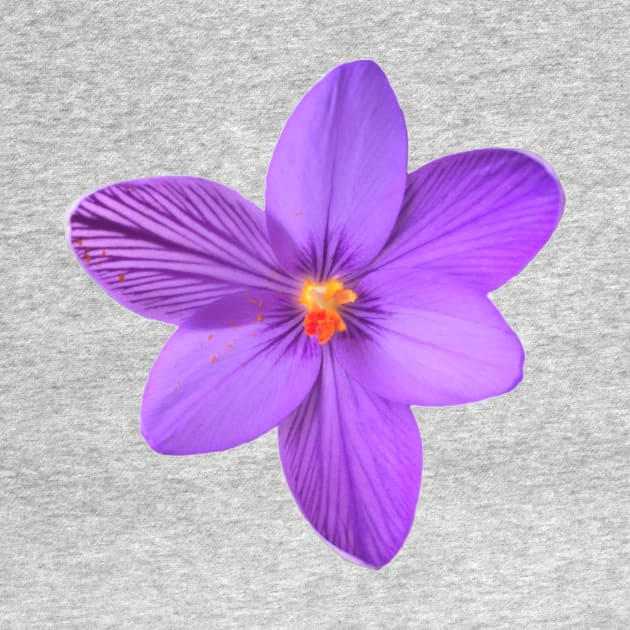 Natural corsican Saffron flower by ghjura